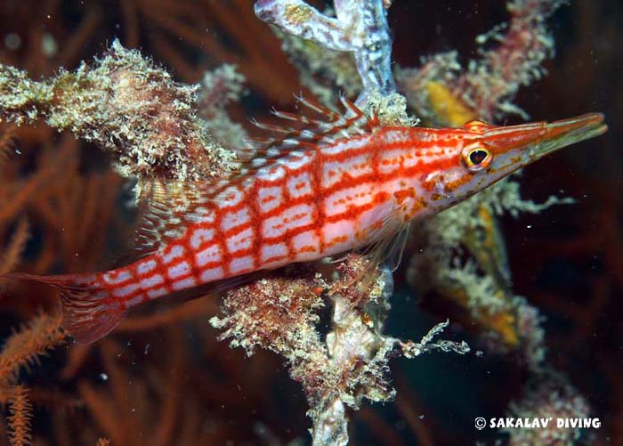 specificities Madagascar Dive site